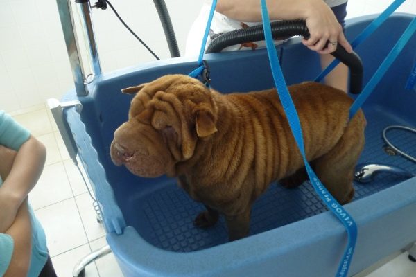 cropped-toilettage-niortais-lavdog2.jpg