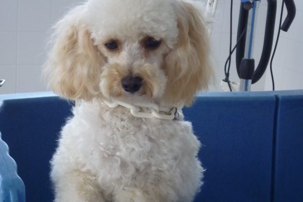 cropped-toilettage-niortais-lavdog3.jpg
